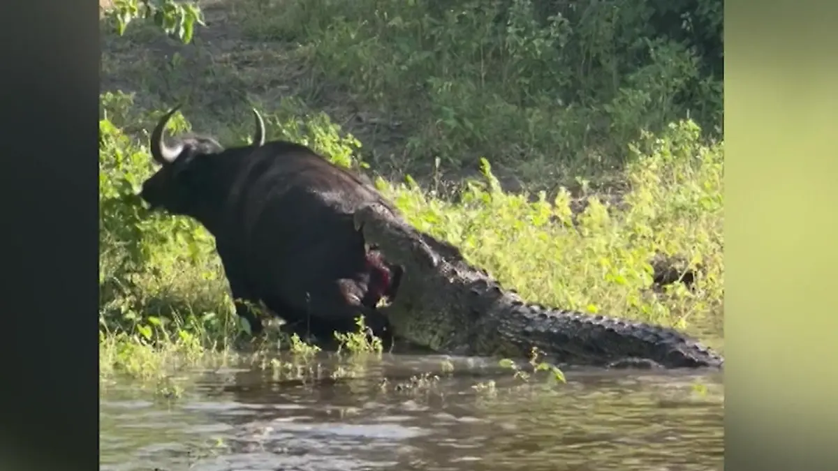 Kampf mit Krokodil! Urlauber wetten auf seinen Tod – doch Büffel gibt nicht auf Bei Safari-Tour in Afrika