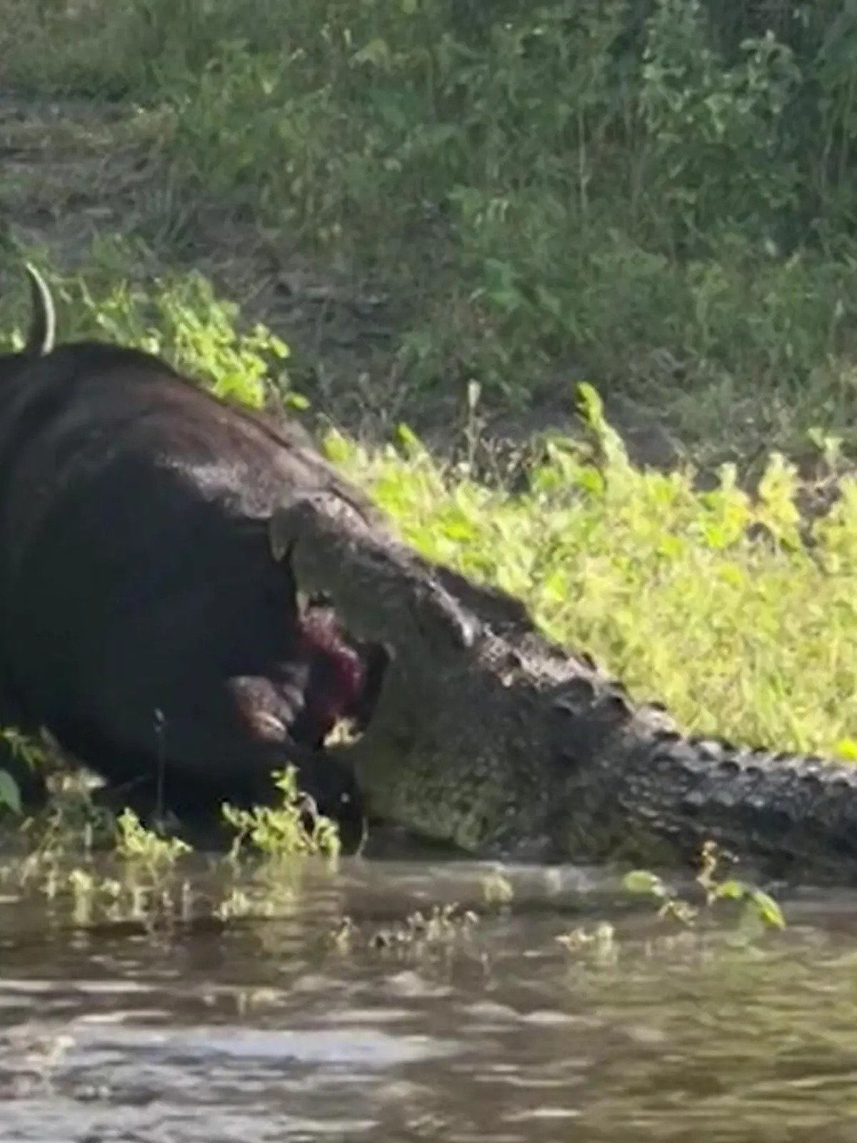 Bild zu: "Kampf mit Krokodil! Urlauber wetten auf seinen Tod – doch Büffel gibt nicht auf"