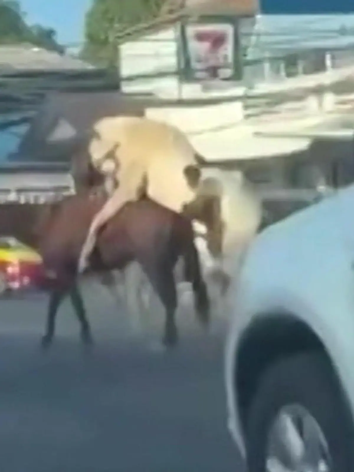 Bild zu: "Sex mitten im Verkehr! Pferde machen heißen Liebesstopp"