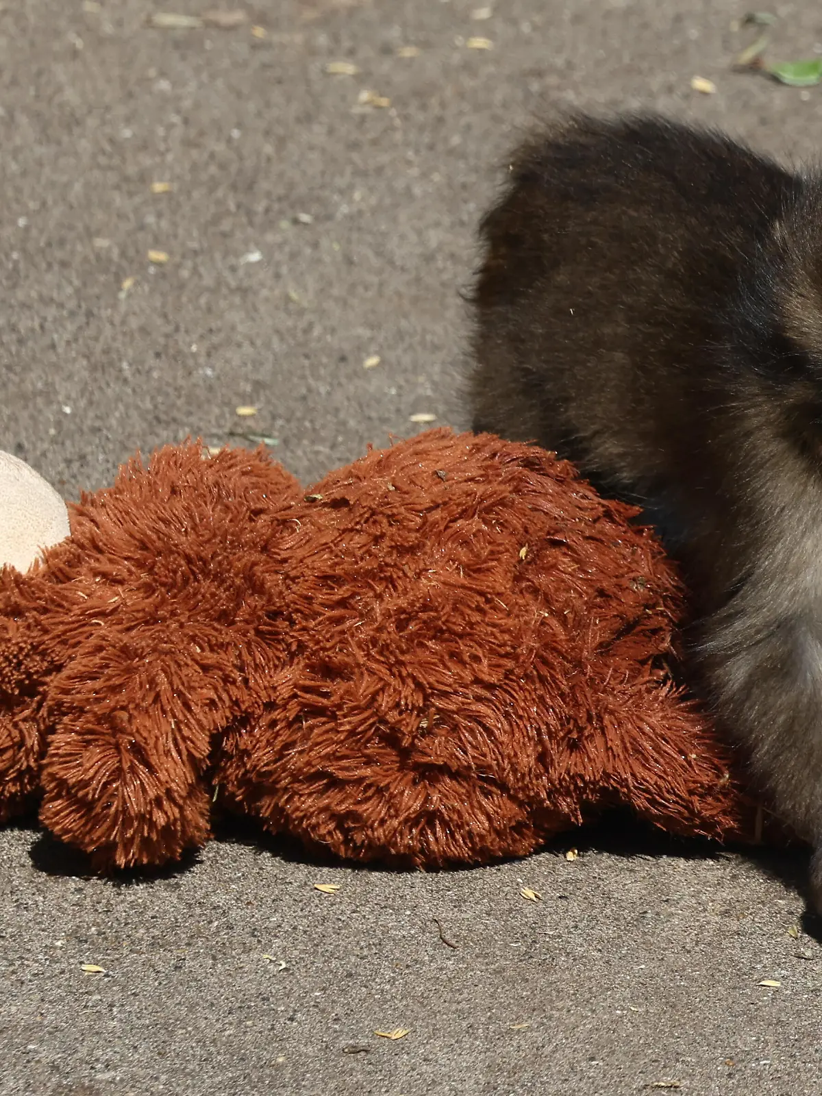 Baby monkey named Punch is seen with IKEA Djungelskog plush toy at Ichikawa City Zoo in Ichikawa, Japan on March 21, 2026. Chiba prefecture located zoo gained popularity after a Japanese macaque monkey went viral when it found solace in a stuffed toy after being abandoned by its mother. (Photo by Jakub Porzycki/NurPhoto)