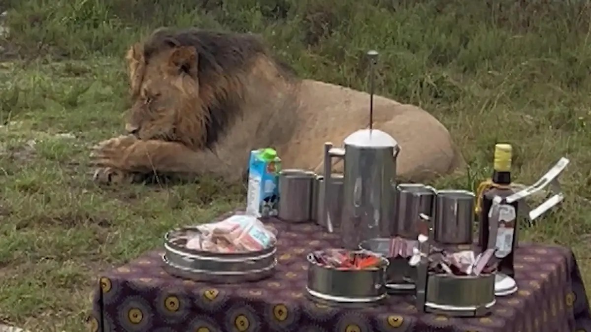 Löwen umzingeln Kaffee-Kränzchen! Safari-Touristen plötzlich in Gefahr Beute für Raubtiere?