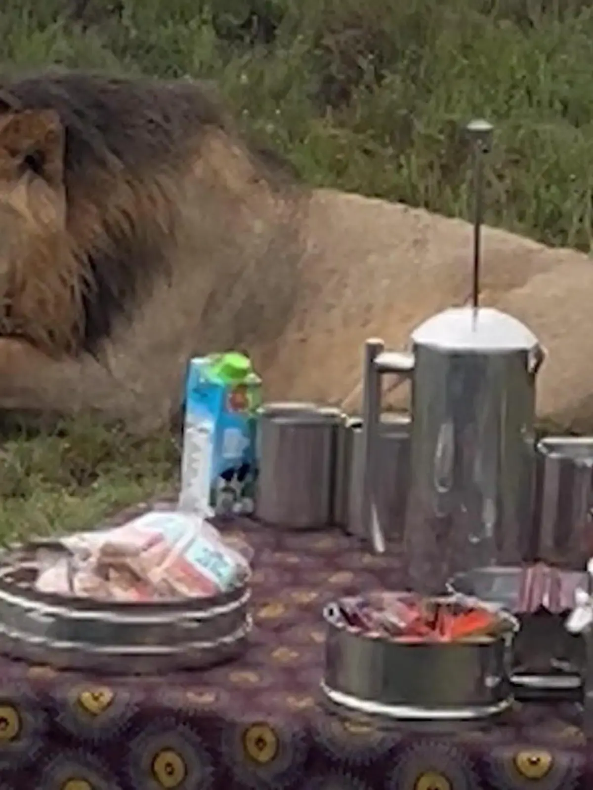 Bild zu: "Löwen umzingeln Kaffee-Kränzchen! Safari-Touristen plötzlich in Gefahr"