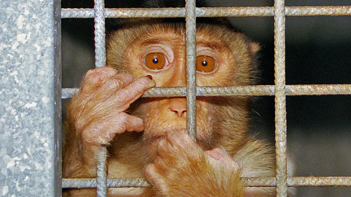 Affe klammert sich an die Gitterstaebe seines Kaefigs in einem Tierversuchslabors - Tausende Tiere werden jedes Jahr in deutschen Tierversuchslaboren 'verbraucht' , Deutschland, | monkey clinging to the grid of its cage in an animal experimentation laboratory - thousands of animals are used up every year in German laboratories, Germany,
