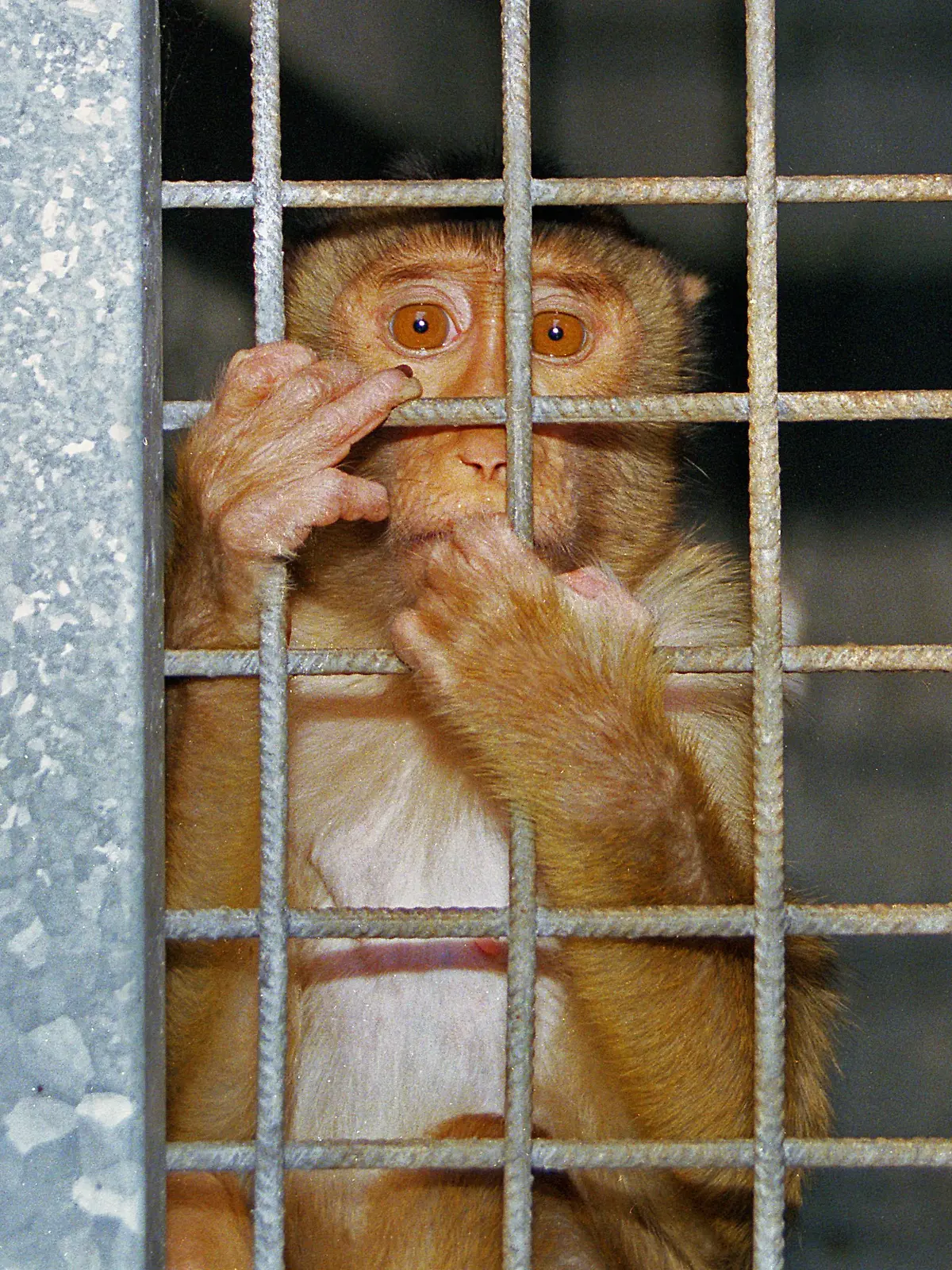 Affe klammert sich an die Gitterstaebe seines Kaefigs in einem Tierversuchslabors - Tausende Tiere werden jedes Jahr in deutschen Tierversuchslaboren 'verbraucht' , Deutschland,   | monkey clinging to the grid of its cage in an animal experimentation laboratory - thousands of animals are used up every year in German laboratories, Germany,