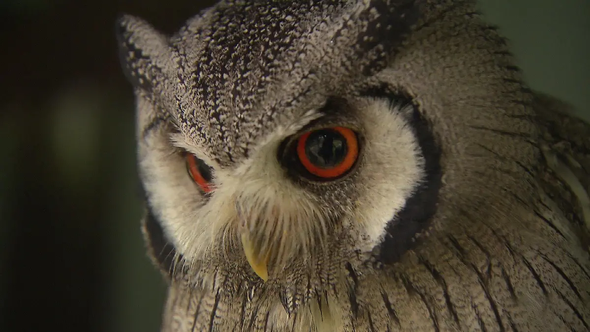 Hier lernt man viel Neues über unterschiedliche Vogelarten.