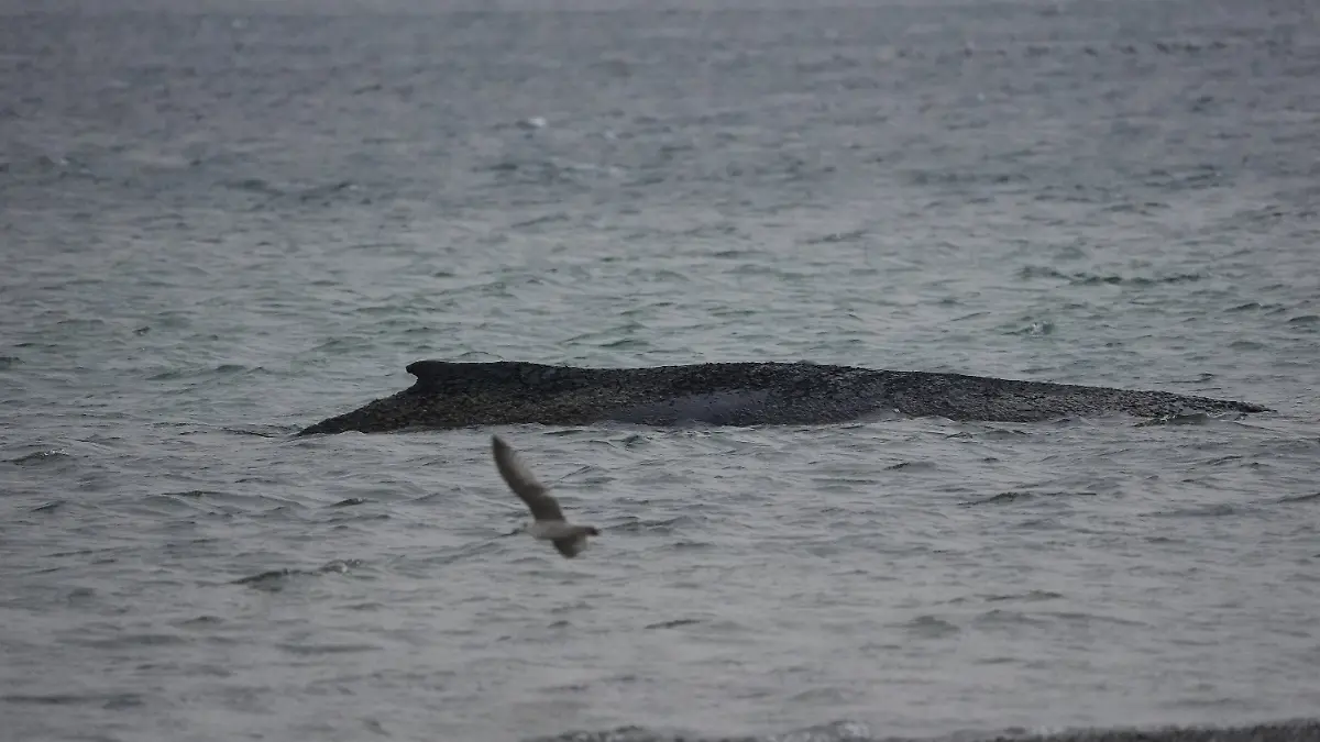 25.03.2026, Schleswig-Holstein, Timmendorfer Strand: Der gestrandete Wal liegt im Wasser der Ostsee vor der Seebrücke am Hafen Niendorf. Die Polizei hat das Gelände abgesperrt, um das Tier nicht zu beunruhigen. Die Rettungsversuche dauern an. Foto: Marcus Brandt/dpa +++ dpa-Bildfunk +++