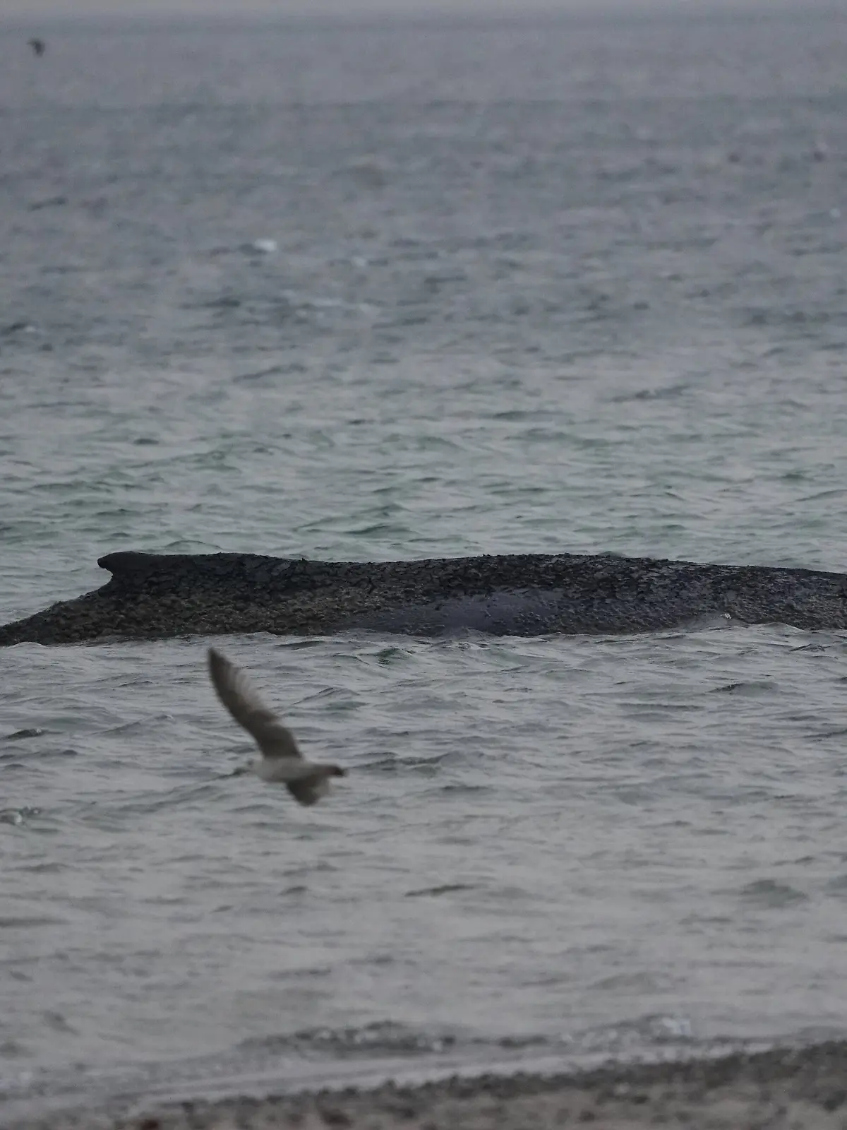 25.03.2026, Schleswig-Holstein, Timmendorfer Strand: Der gestrandete Wal liegt im Wasser der Ostsee vor der Seebrücke am Hafen Niendorf. Die Polizei hat das Gelände abgesperrt, um das Tier nicht zu beunruhigen. Die Rettungsversuche dauern an. Foto: Marcus Brandt/dpa +++ dpa-Bildfunk +++