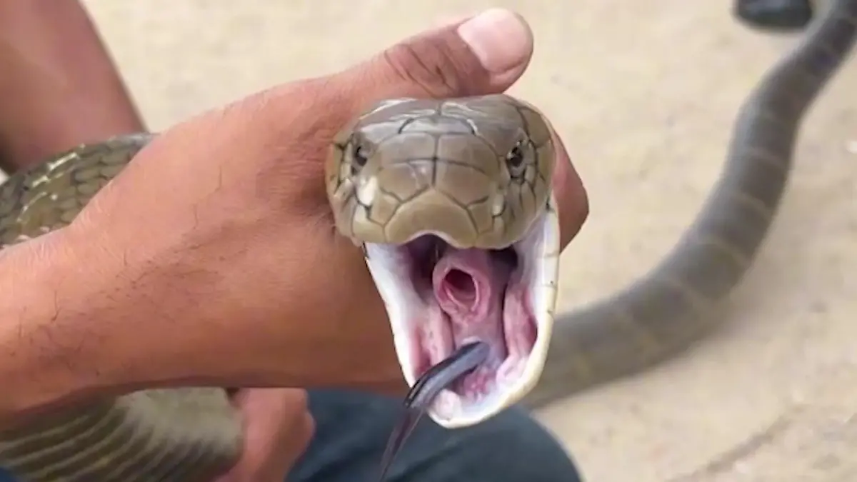 Familie in Todesangst! XXL-Giftschlange überrascht Mama im Badezimmer Königskobra als Eindringling