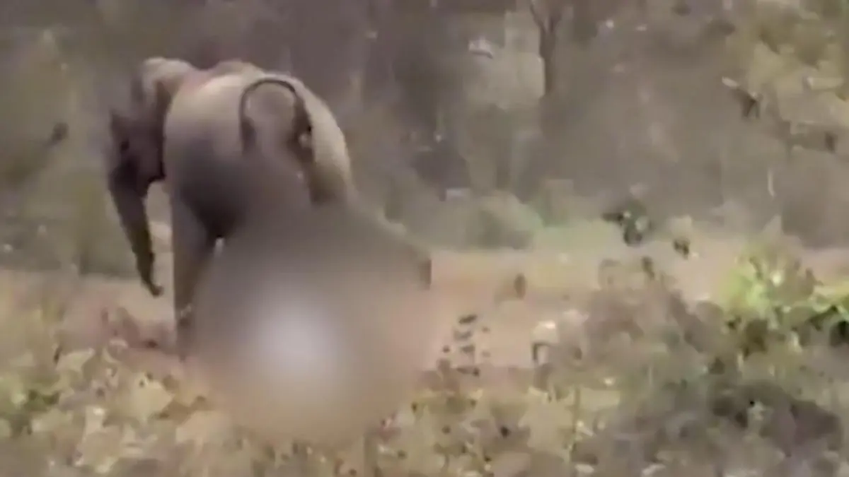 Brutale Elefanten-Attacke! Bulle geht plötzlich auf Anwohner los Gigant außer Kontrolle