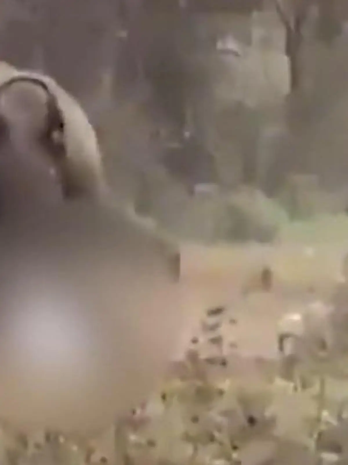 Bild zu: "Brutale Elefanten-Attacke! Bulle geht plötzlich auf Anwohner los"