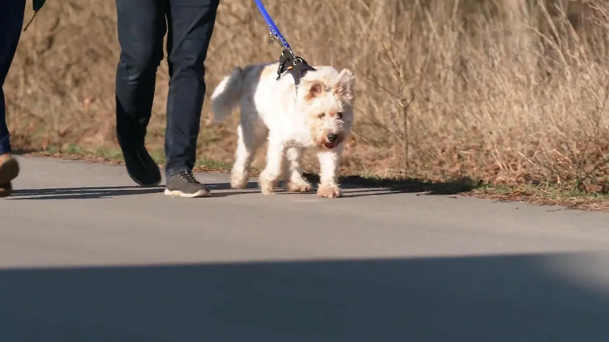 Pudel-Terrier-Mix Rexi ist völlig blind Endlich angekommen