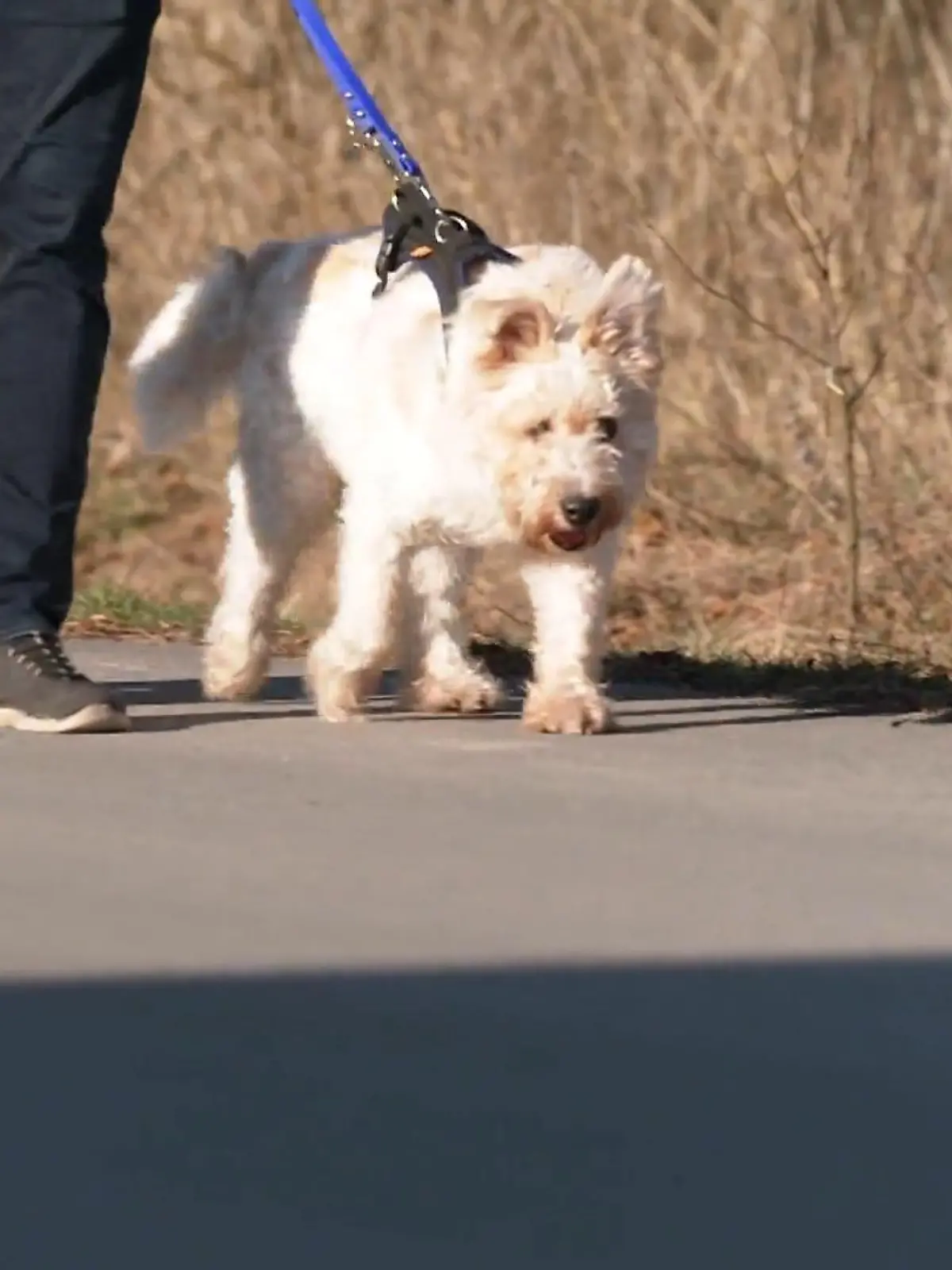 Bild zu: "Pudel-Terrier-Mix Rexi ist völlig blind"