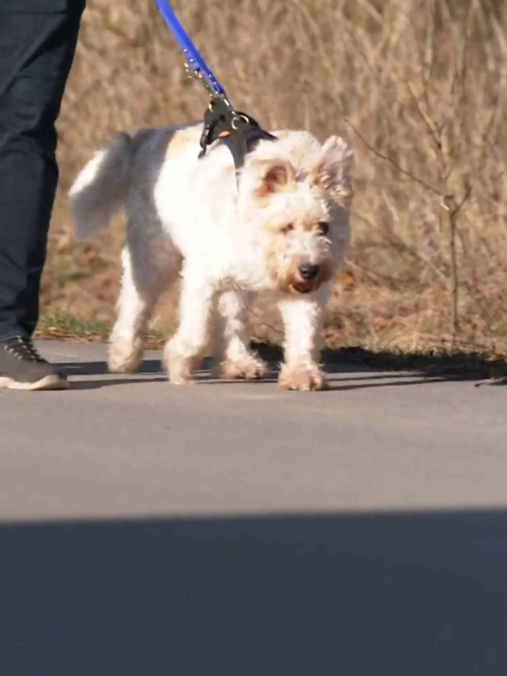 Bild zu: "Pudel-Terrier-Mix Rexi ist völlig blind"
