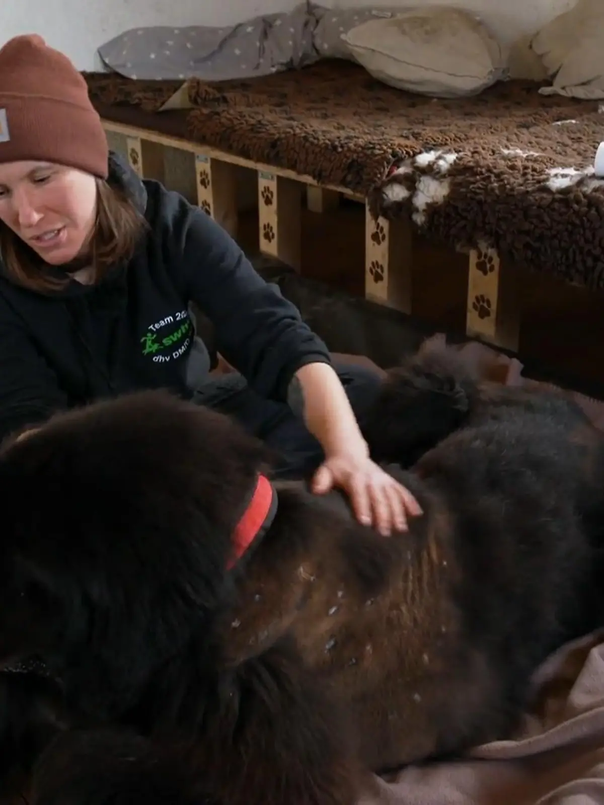 Bild zu: "Neufundländer Bruno hat sein Rudel gefunden"