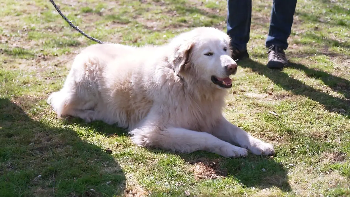 Sein Schutzinstinkt sorgt für ordentlich Lärm Hirtenhund Willi