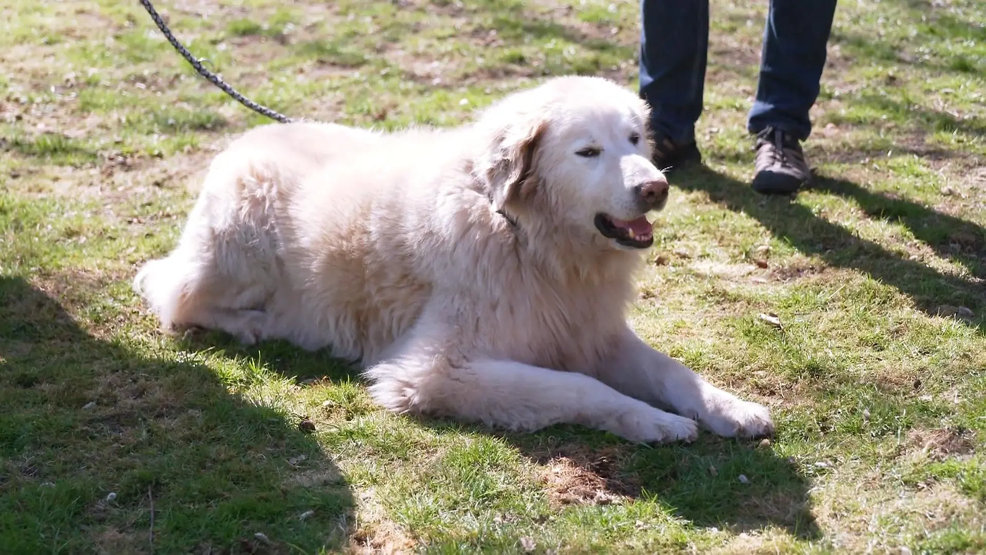 Sein Schutzinstinkt sorgt für ordentlich Lärm Hirtenhund Willi