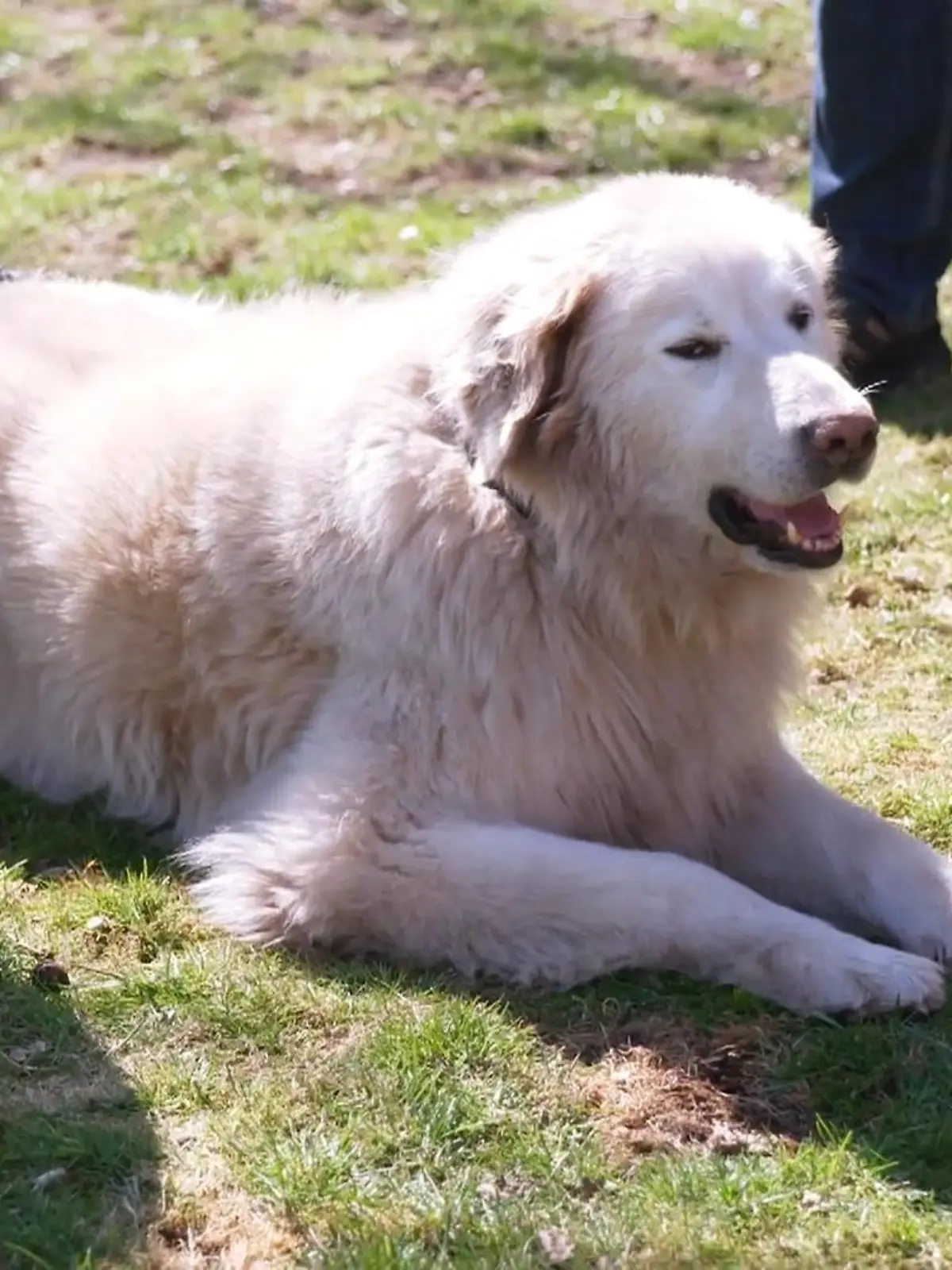 Bild zu: "Sein Schutzinstinkt sorgt für ordentlich Lärm"