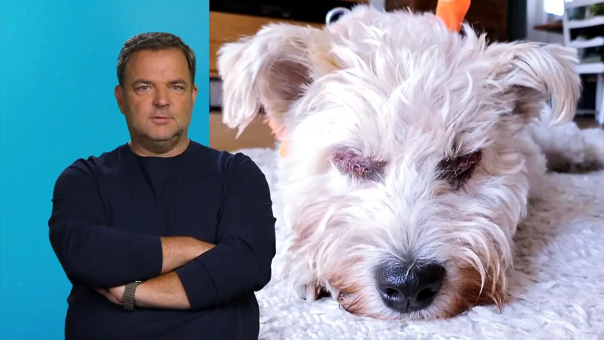 Pudel-Mix Rexi wurden beide Augen entfernt Endlich schmerzfrei