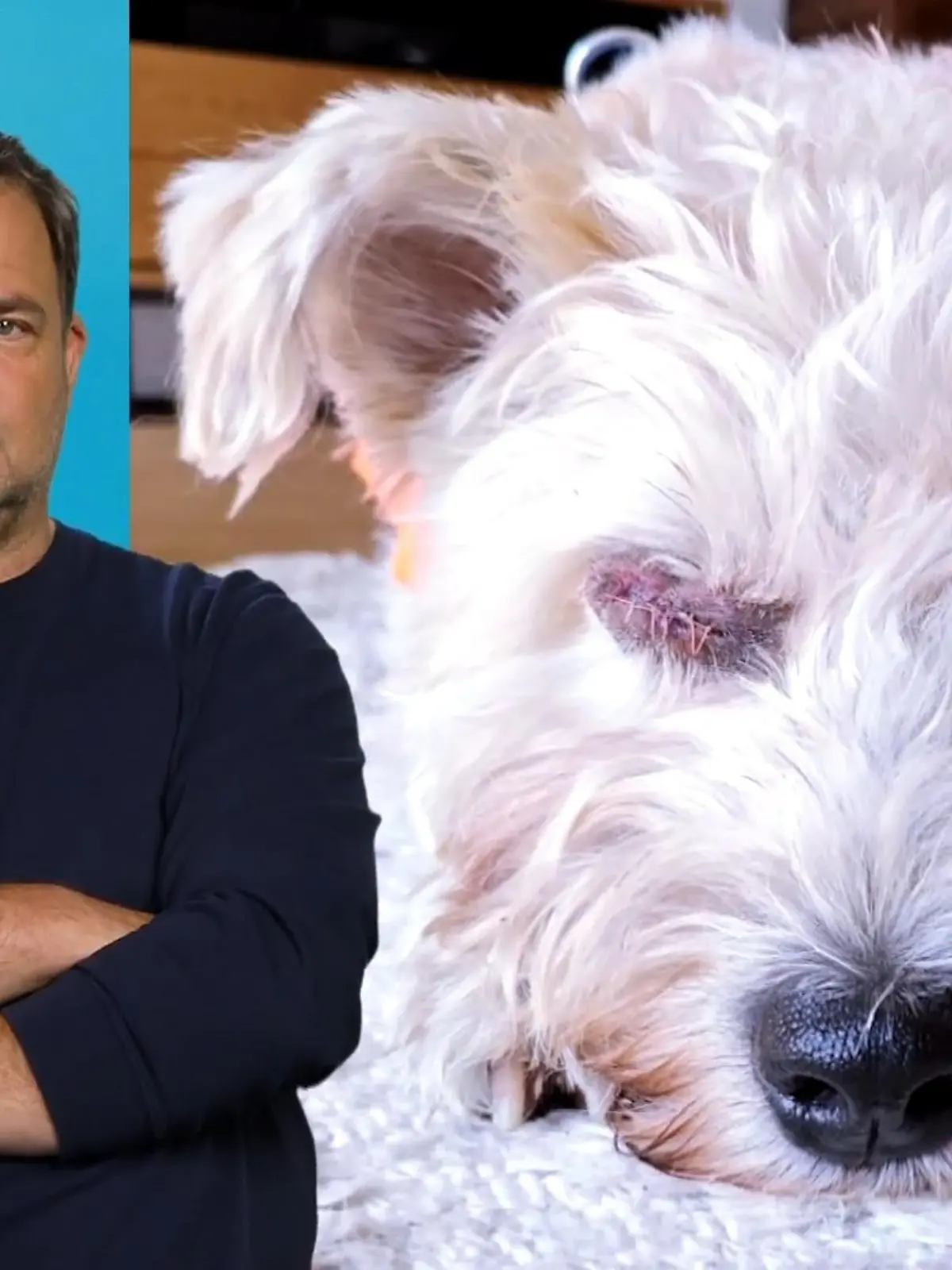 Bild zu: "Pudel-Mix Rexi wurden beide Augen entfernt"