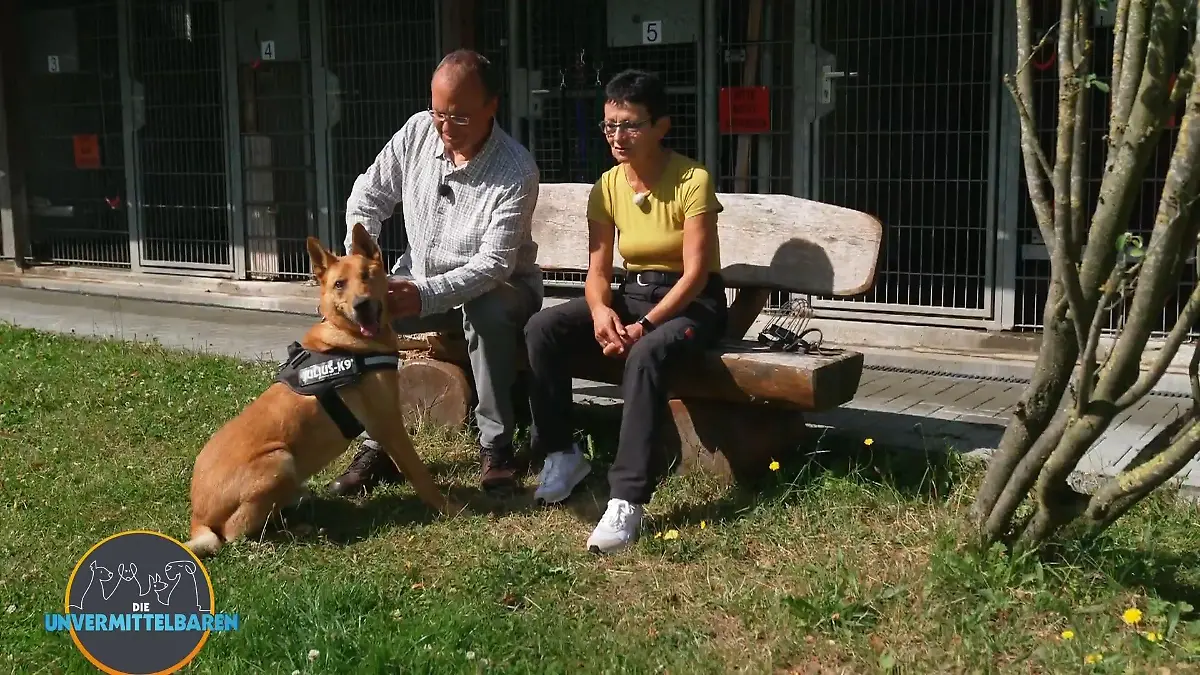 Sorgenkind Moses wartet auf seine Chance Sorgenkind im Tierheim