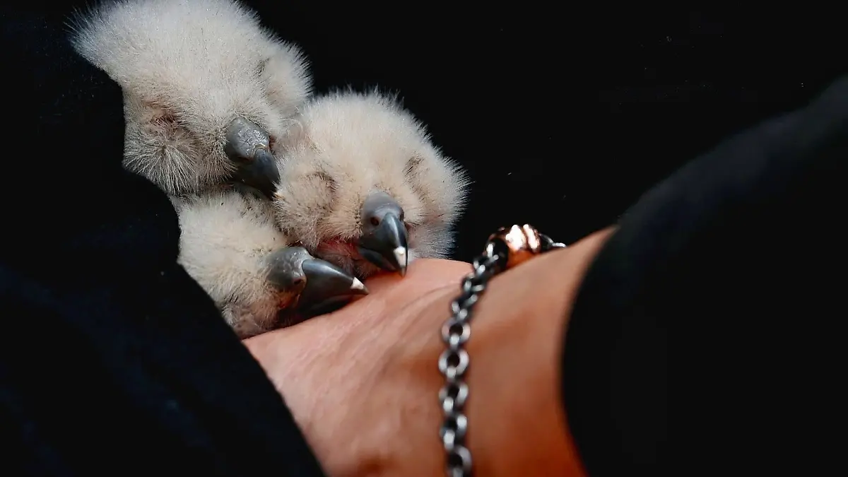 Die Uhu-Babys waren erst vor wenigen Tagen geschlüpft und standen durch die Kamera unter ständiger Beobachtung.