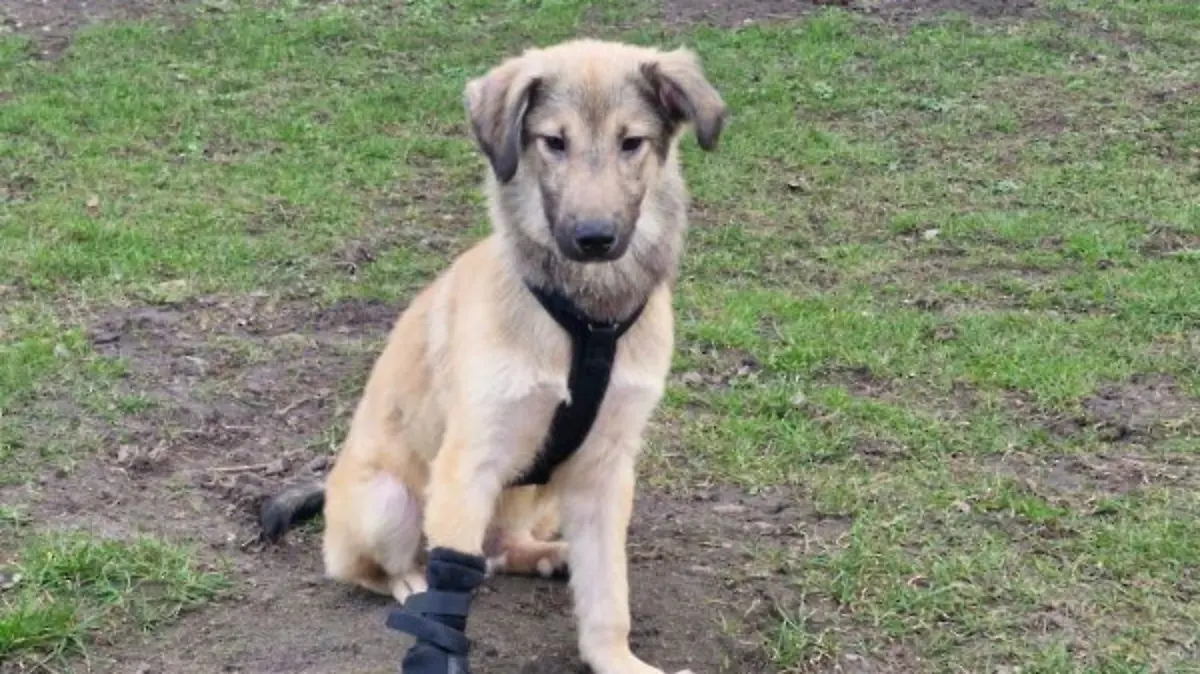 Welpe Karl ist im Tierheim Lübbersdorf untergekommen