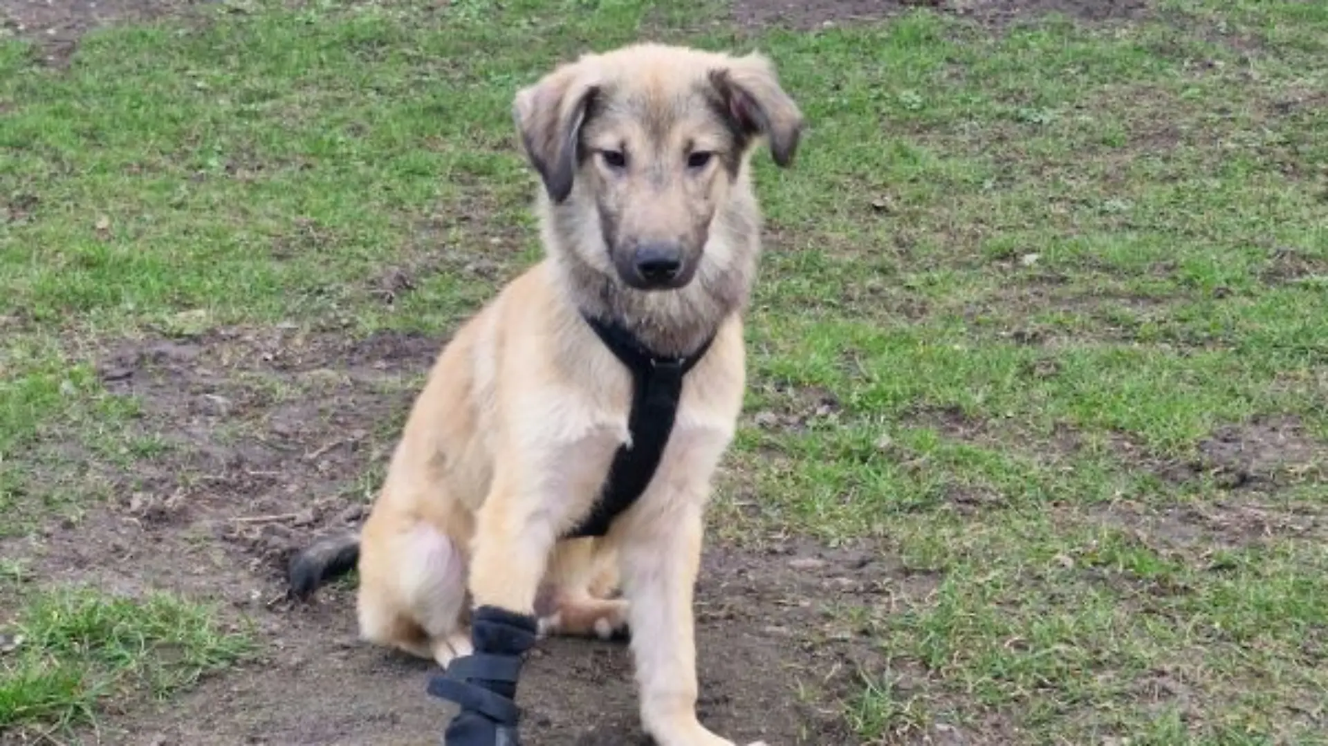 Welpe Karl ist im Tierheim Lübbersdorf untergekommen