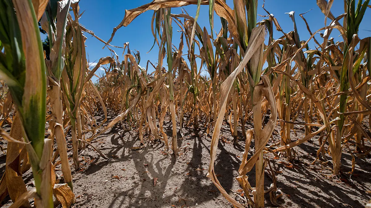 ACHTUNG: Frei nur zur redaktionellen Verwendung im Zusammenhang mit der Berichterstattung über die Studie bei Nennung des Credits. Foto: André Künzelmann / UFZ
HANDOUT - Dürre in Mitteldeutschland 2018. Vertrocknetes Feld nördlich von Leipzig.
Credit: André Künzelmann / UFZ