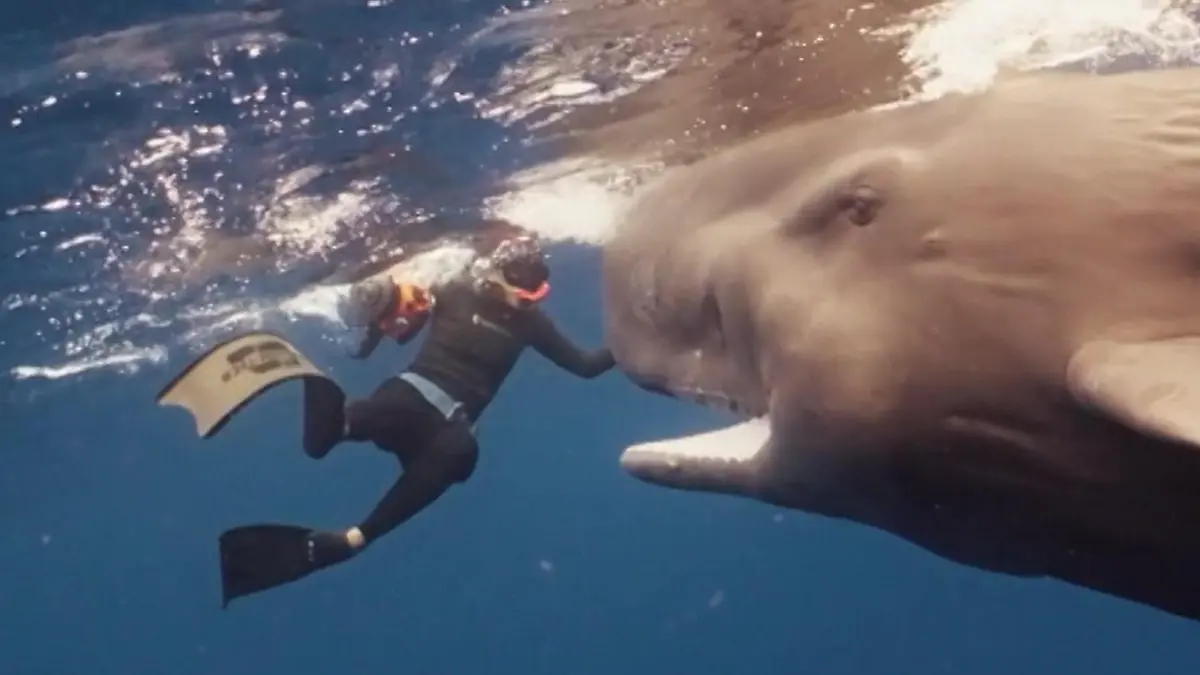 Riskantes Fangspiel! Tonnenschwerer Pottwal hat es auf Taucher abgesehen  Seltene Karibik-Aufnahmen