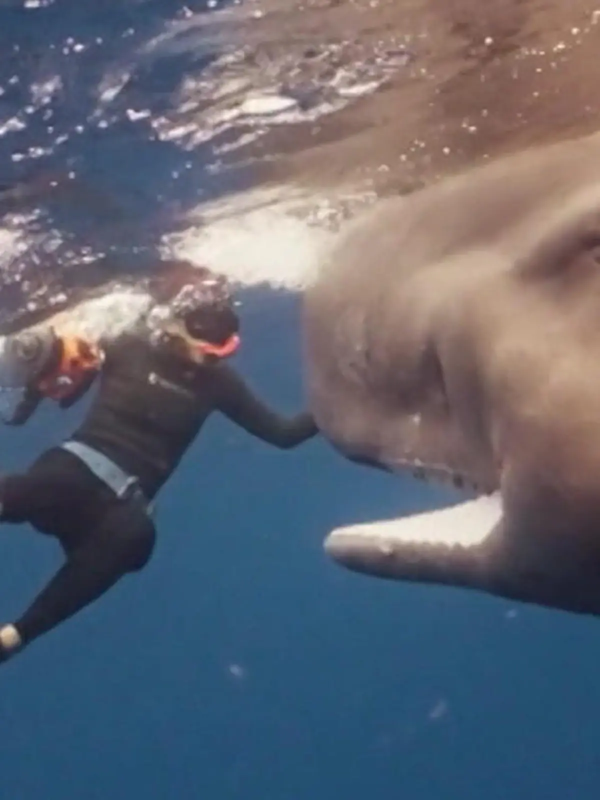 Bild zu: "Riskantes Fangspiel! Tonnenschwerer Pottwal hat es auf Taucher abgesehen "