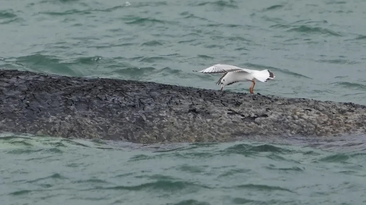 RECROP - Eine Möwe pickt mit ihrem Schnabel in die Haut des gestrandeten Wals im Wasser der Ostsee vor der Seebrücke am Hafen Niendorf. Die Polizei hat das Gelände abgesperrt, um das Tier nicht zu beunruhigen. Die Rettungsversuche dauern an.