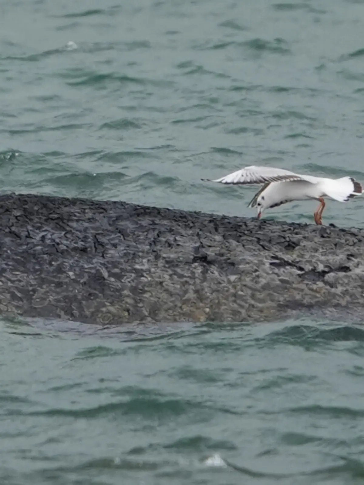 RECROP - Eine Möwe pickt mit ihrem Schnabel in die Haut des gestrandeten Wals im Wasser der Ostsee vor der Seebrücke am Hafen Niendorf. Die Polizei hat das Gelände abgesperrt, um das Tier nicht zu beunruhigen. Die Rettungsversuche dauern an.