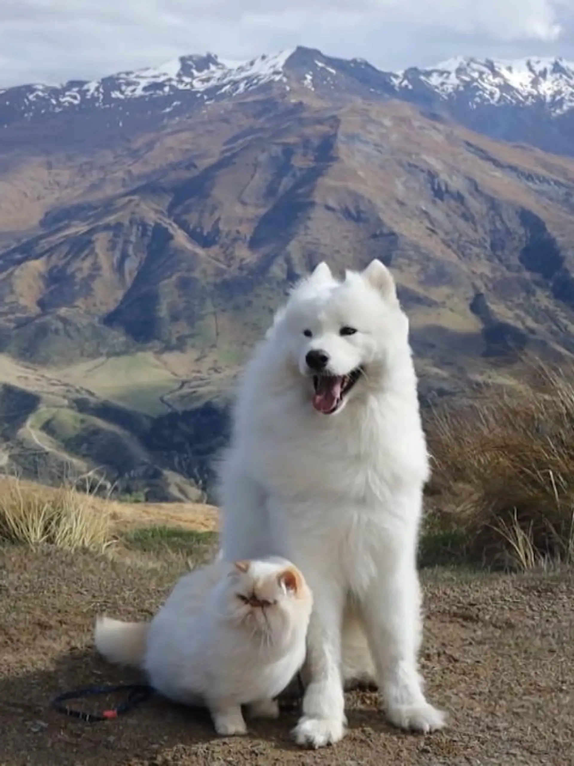 Bild zu: "Romeo und Casper sind unzertrennlich"