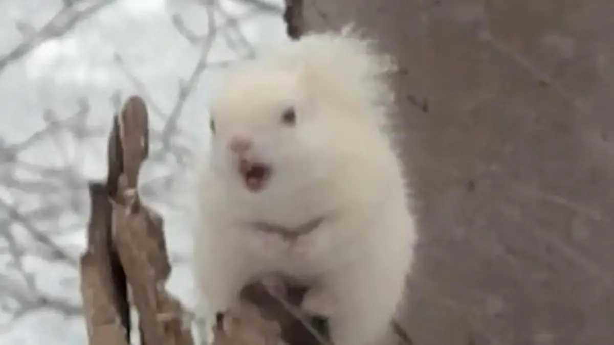 Absolute Seltenheit! Albino-Eichhörnchen taucht plötzlich vor Fotograf auf Nagetier erobert das Netz