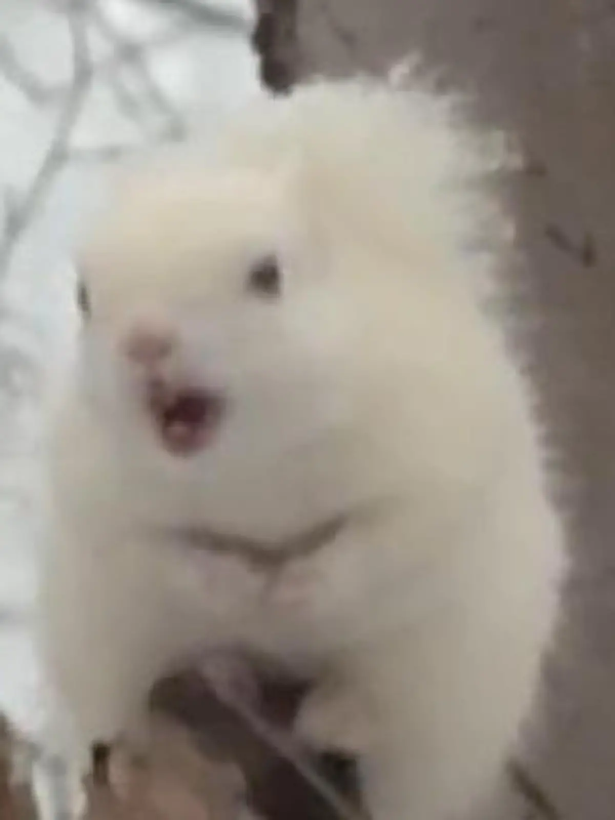 Bild zu: "Absolute Seltenheit! Albino-Eichhörnchen taucht plötzlich vor Fotograf auf"