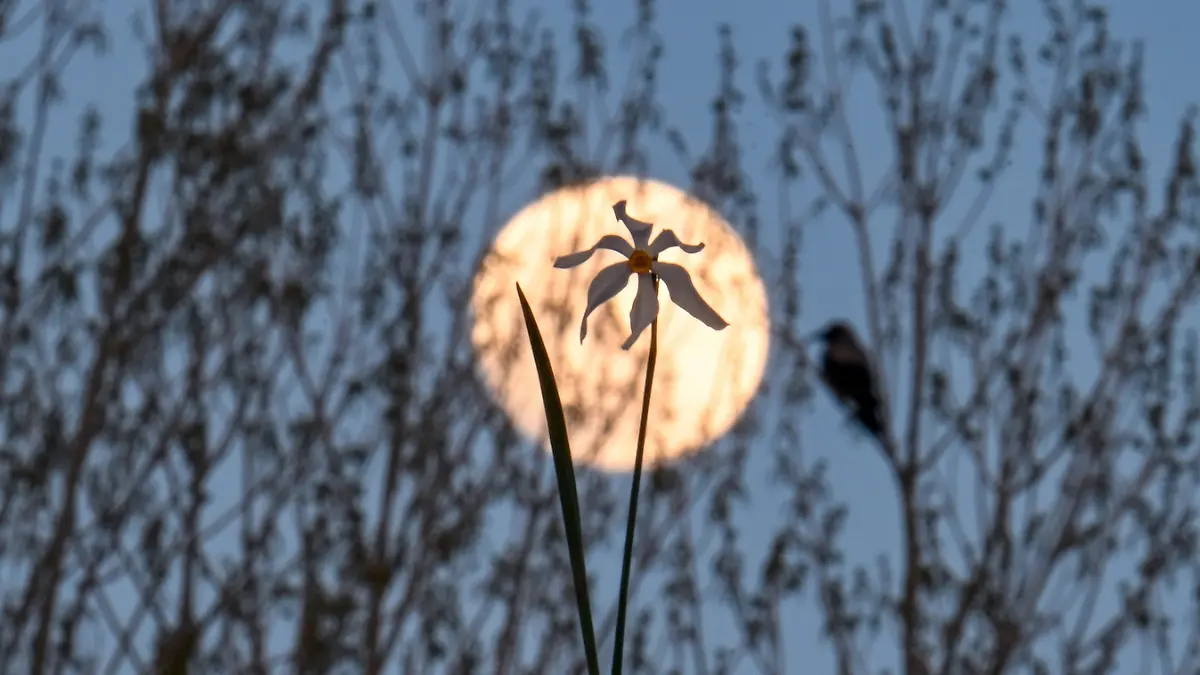 Der Mai-Vollmond wird traditionell Blumenmond genannt.