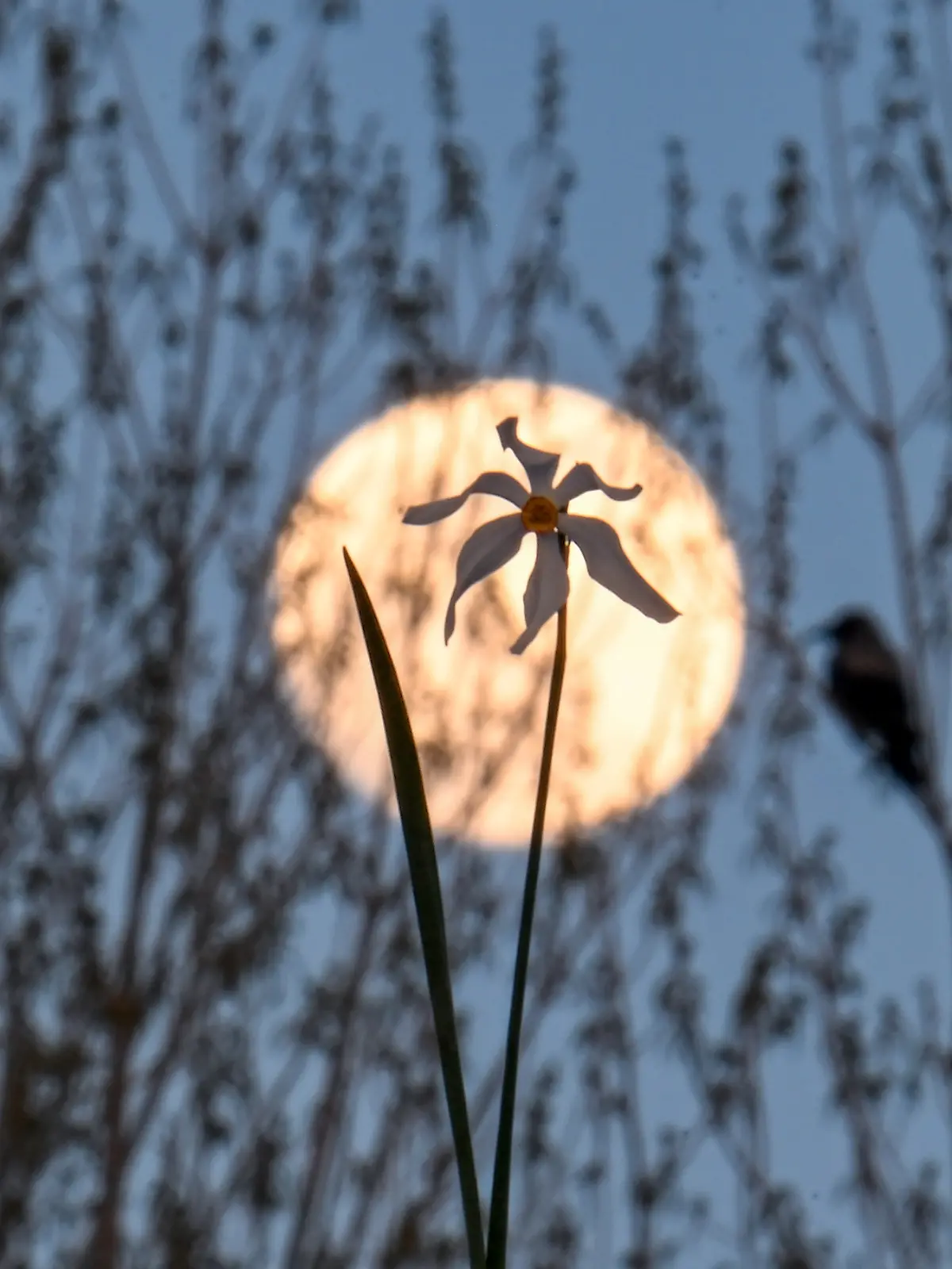 Der Mai-Vollmond wird traditionell Blumenmond genannt.