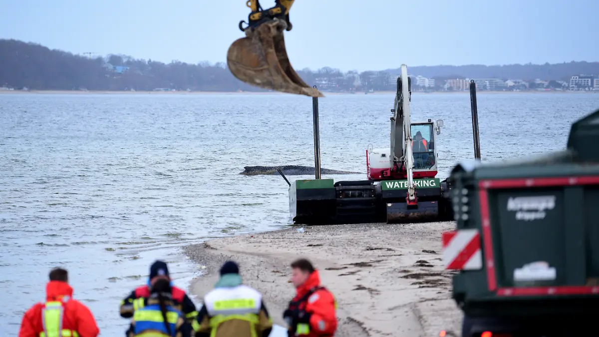 Helfer stehen am Strand in der Nähe des gestrandeten Wals. Heute soll ein neuer Rettungsversuch für das Tier unternommen werden.