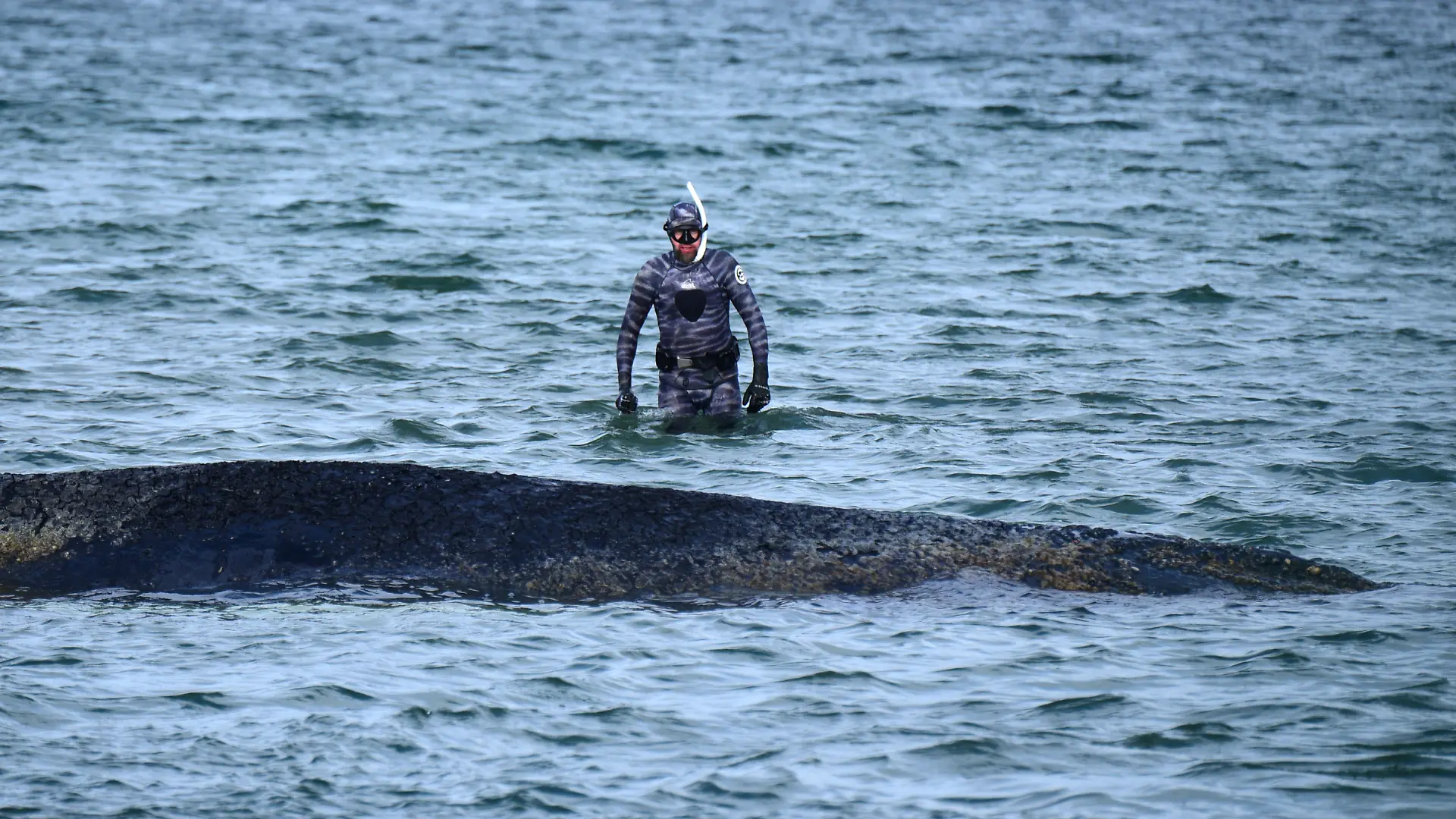 Robert Marc Lehmann, Biologe, untersucht einen gestrandeten Wal in der Ostsee. Heute soll ein neuer Rettungsversuch für das Tier unternommen werden. +++ dpa-Bildfunk +++