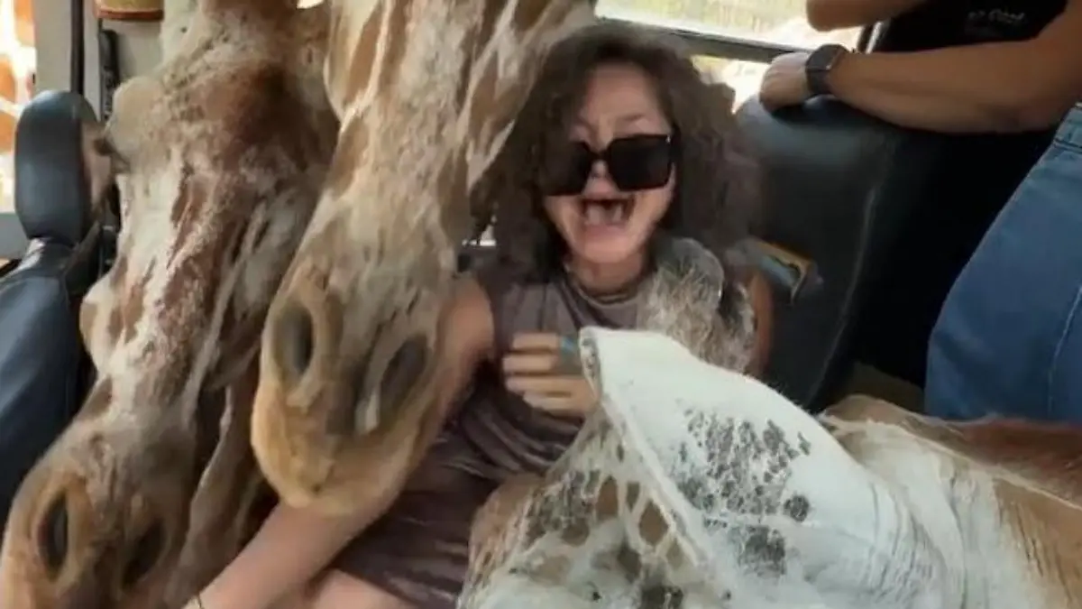 Kreisch-Alarm im Safari-Bus! DIESES Outfit lässt Giraffen ausflippen Touristin wird zum Leckerbissen