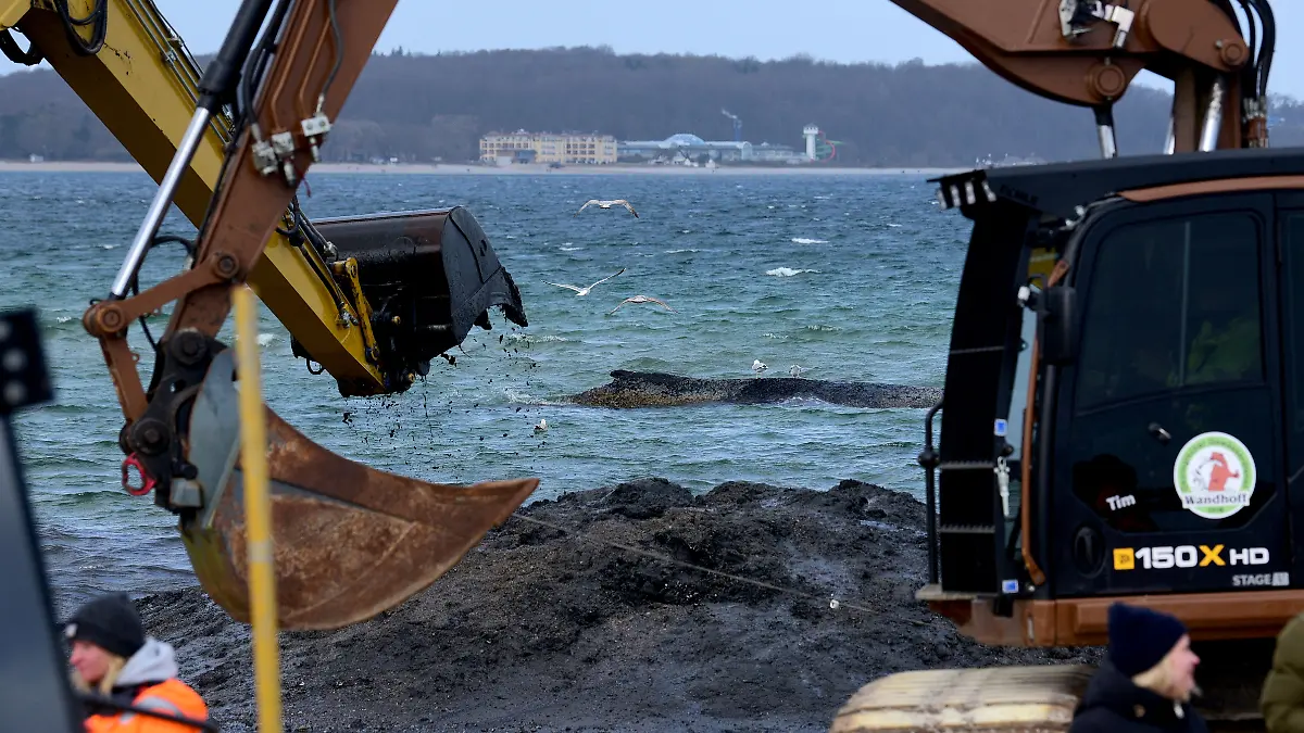 Der Rettungsversuch für gestrandeten Buckelwal läuft.
