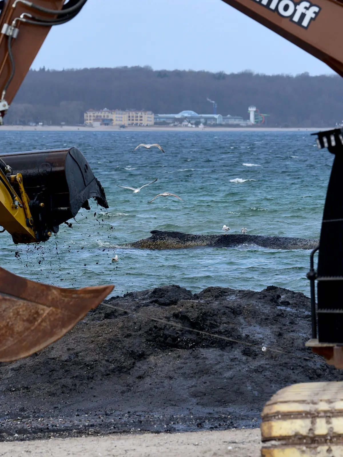 Der Rettungsversuch für gestrandeten Buckelwal läuft. 