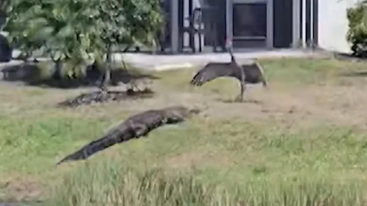 Alligator lauert Vogel-Babys auf – aber Kranich-Mama schlägt zurück! Showdown mit Raubtier