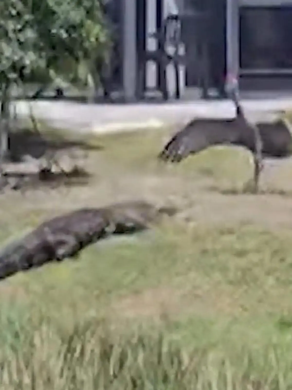 Bild zu: "Alligator lauert Vogel-Babys auf – aber Kranich-Mama schlägt zurück!"