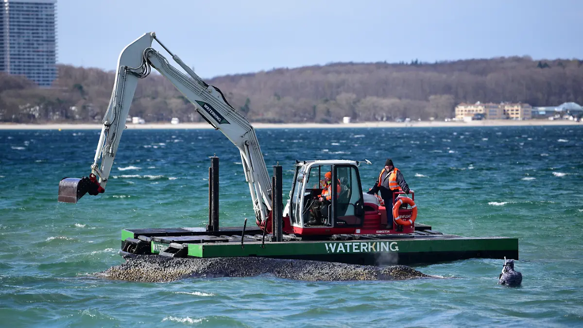 Kampf gegen die Zeit: Gestrandeter Riesen-Wal soll gerettet werden