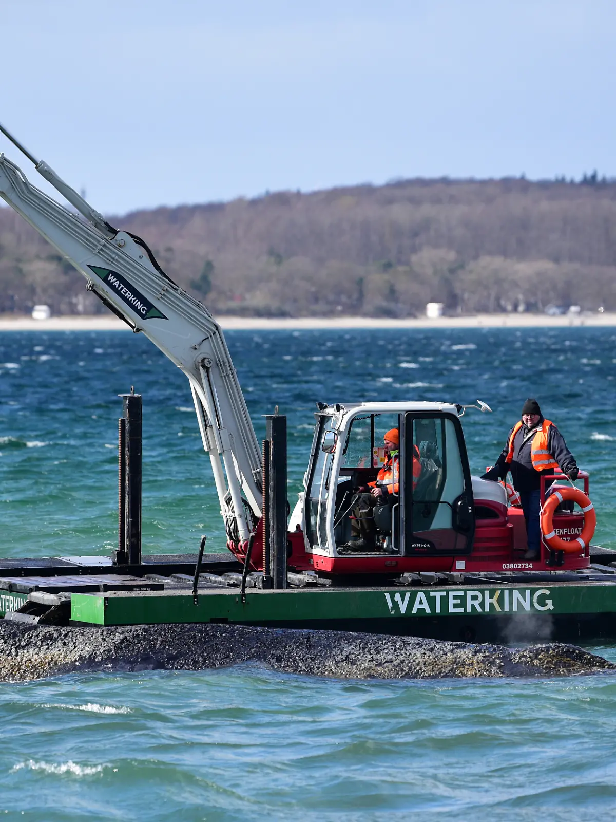Ein Schwimmbagger arbeitet an einem gestrandeten Wal in der Ostsee. Experten versuchen erneut, den vor Timmendorfer Strand festsitzenden Buckelwal freizubekommen.