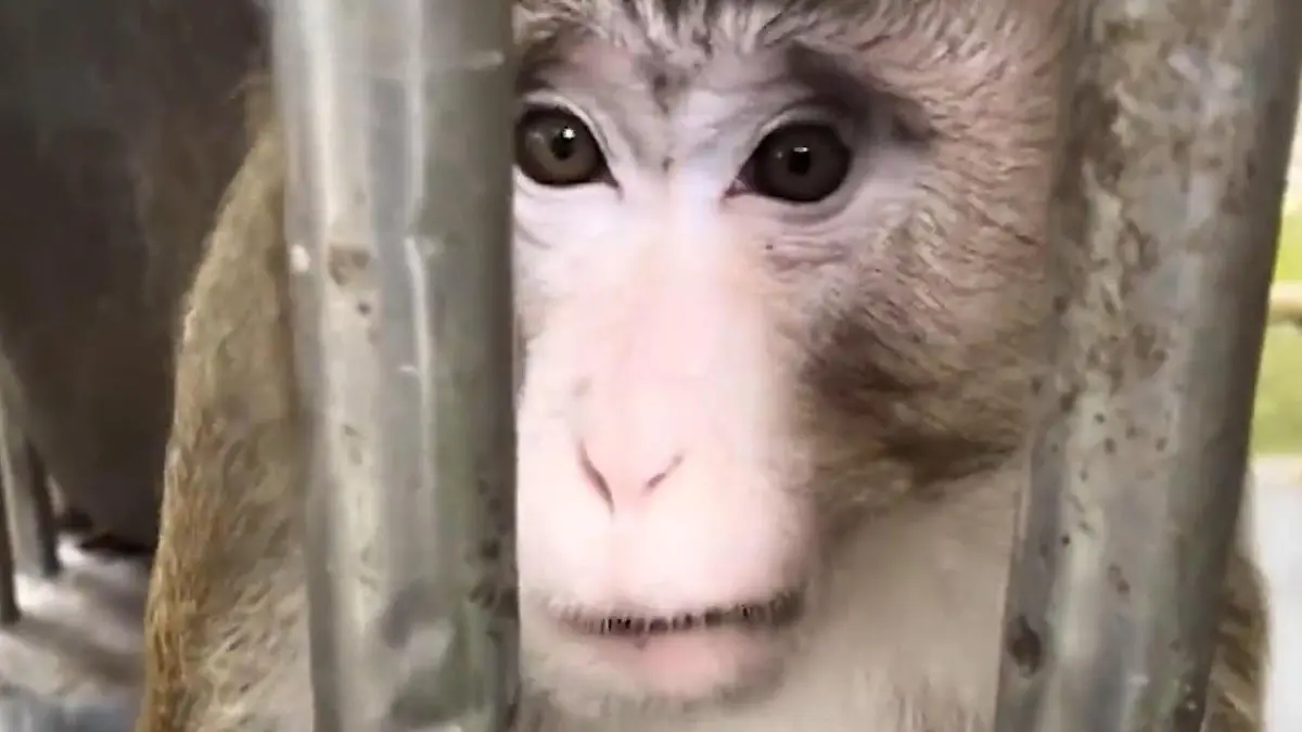 Affe beklaut Tourist durch Käfig – DAS macht er mit seiner Beute! In chinesischem Zoo