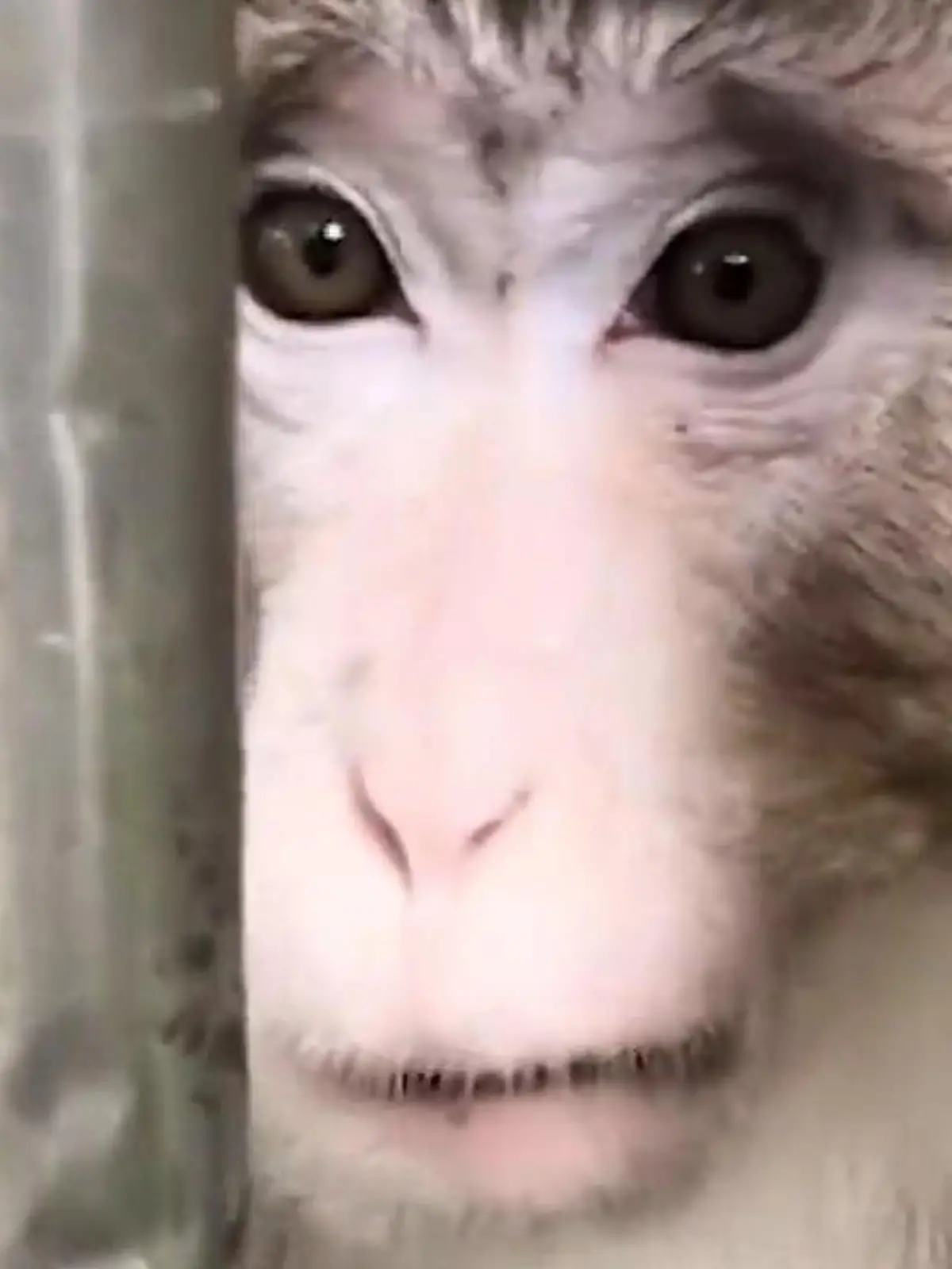 Bild zu: "Affe beklaut Tourist durch Käfig – DAS macht er mit seiner Beute!"