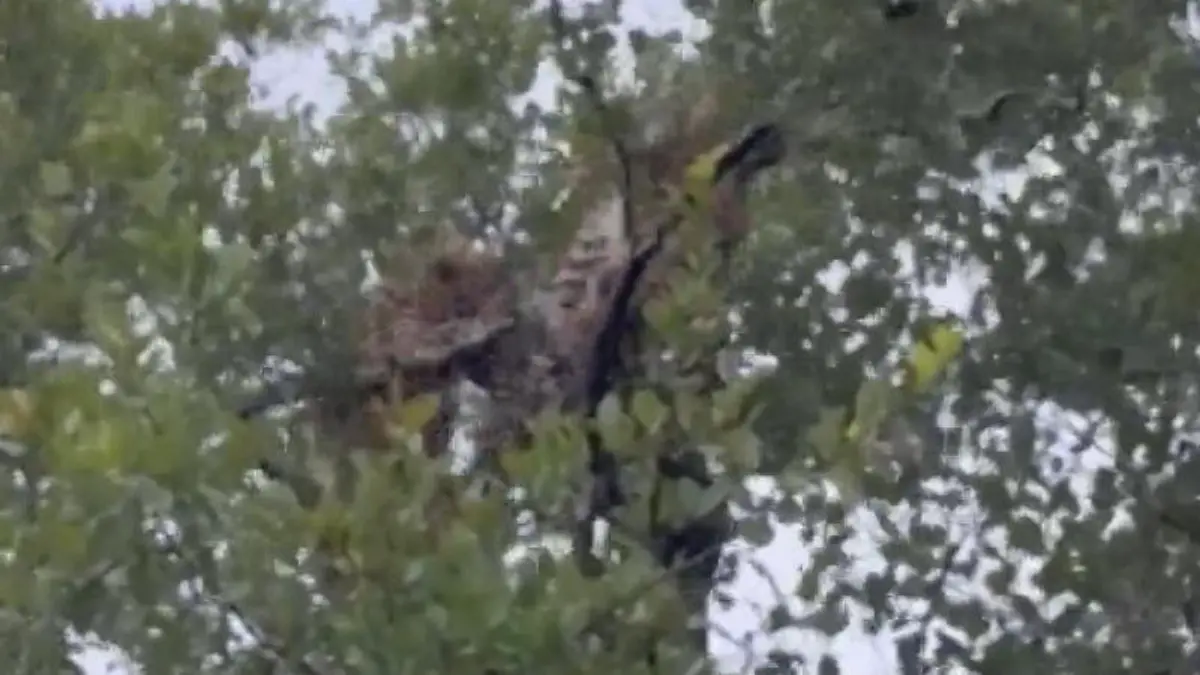 Kampf in der Baumkrone! Leopardinnen fetzen sich – vor Touristen Safari-Schock in Südafrika