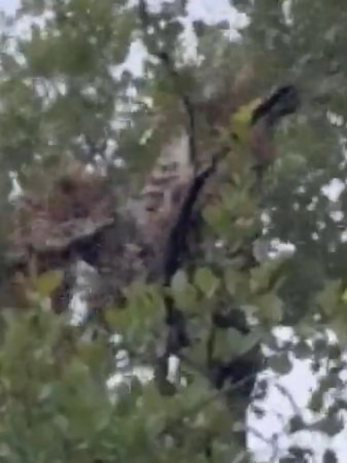 Bild zu: "Kampf in der Baumkrone! Leopardinnen fetzen sich – vor Touristen"